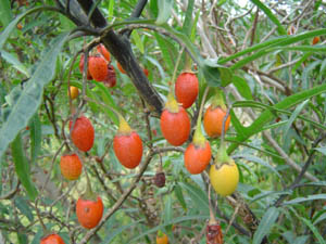 Kangaroo Apple